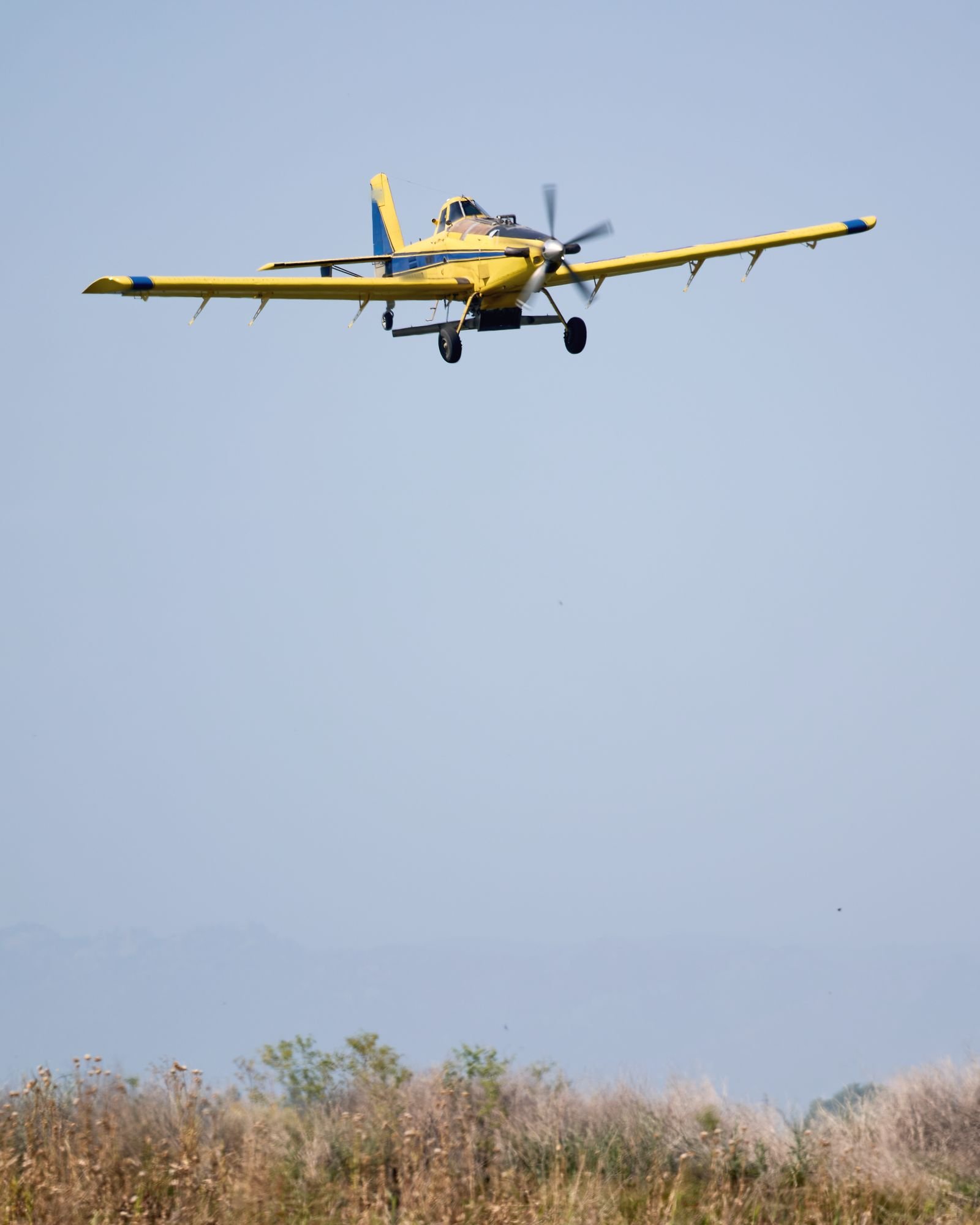 A yellow and blue agricultural airplane head on, low over the edge of a field