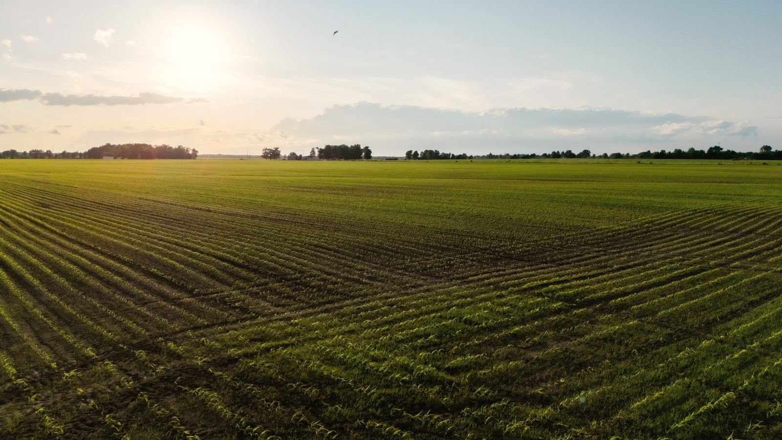 Young crop rows converging toward a flat sunrise horizon